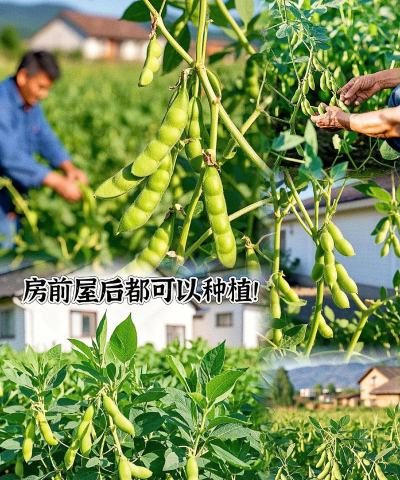 毛毛豆怎么种植 毛毛豆怎么种植