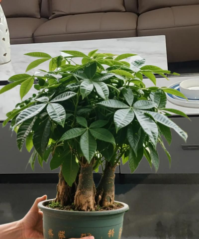 发财树在适合什么环境 发财树在适合什么环境