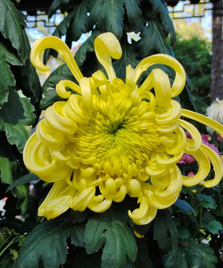 大花菊花有哪些种类的花 大花菊花有哪些种类的花