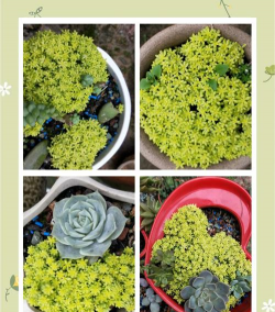 怎么种植黄金草 怎么种植黄金草