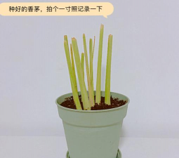 香茅怎么种植方法 香茅怎么种植方法