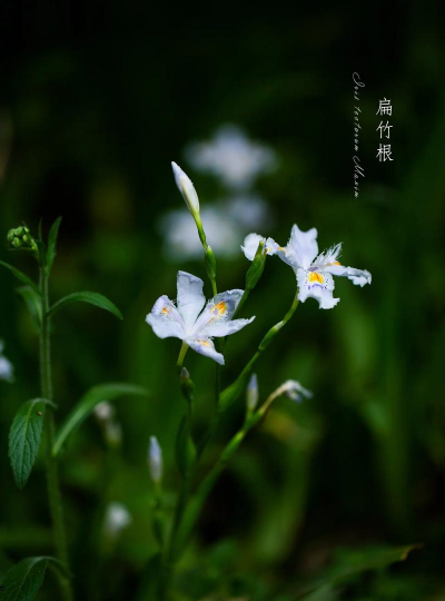 与蝴蝶很像的花有哪些花 与蝴蝶很像的花有哪些花