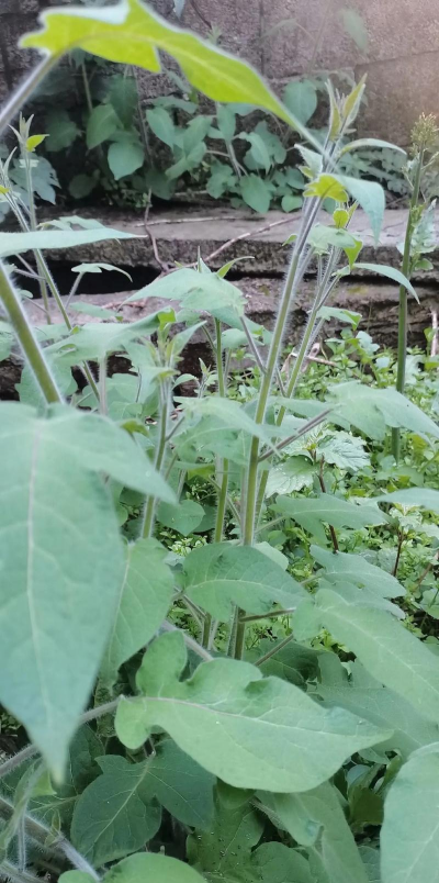 白英树怎么种植 白英树怎么种植