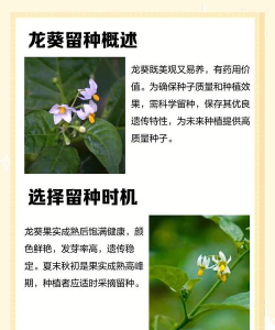龙葵种子怎么种植 龙葵种子怎么种植