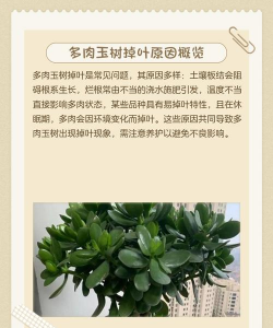 多肉叶子掉落什么原因 多肉叶子掉落什么原因