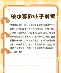 茉莉花为什么黄叶子 茉莉花为什么黄叶子