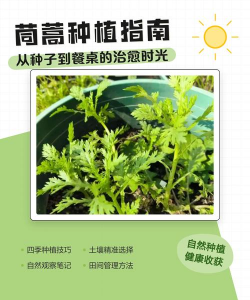 夏季怎么种植茼蒿 夏季怎么种植茼蒿