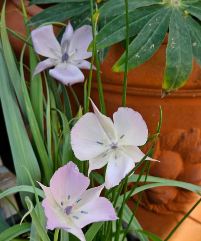 好养活的小众花有哪些花 好养活的小众花有哪些花