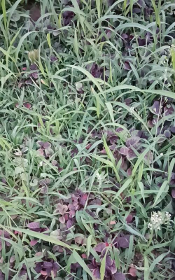 米西怎么种植 米西怎么种植