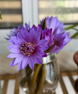 睡莲花什么条件下开花 睡莲花什么条件下开花