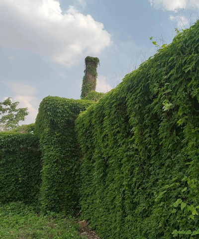 爬山虎为什么会攀爬 爬山虎为什么会攀爬