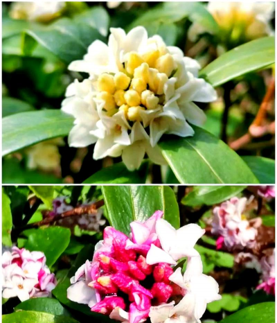 瑞香是一种什么花 瑞香是一种什么花