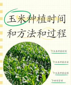 小麦玉米怎么种植 小麦玉米怎么种植