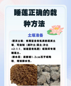 睡莲水培怎么种植 睡莲水培怎么种植