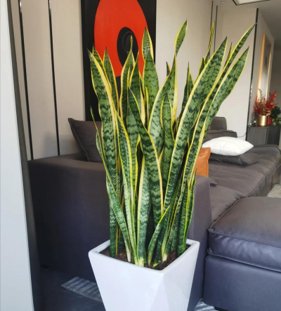 植物虎皮兰是什么样子 植物虎皮兰是什么样子