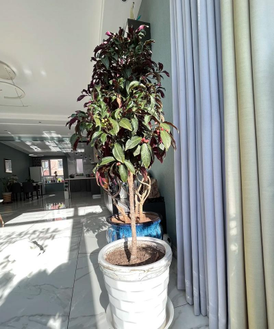 不开花的植物靠什么繁殖 不开花的植物靠什么繁殖