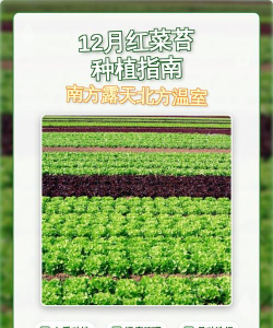 种菜苔怎么种植 种菜苔怎么种植