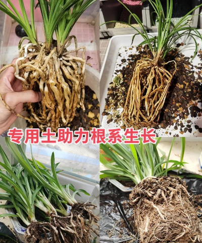 兰花用什么土去载培 兰花用什么土去载培