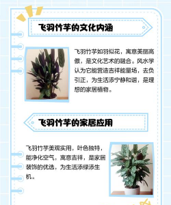 飞羽竹芋开的什么花 飞羽竹芋开的什么花