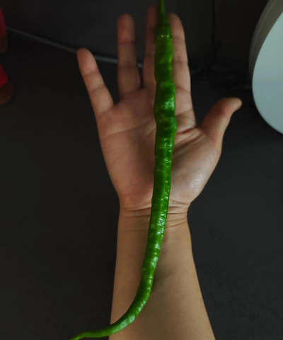 青菜辣椒怎么种植 青菜辣椒怎么种植