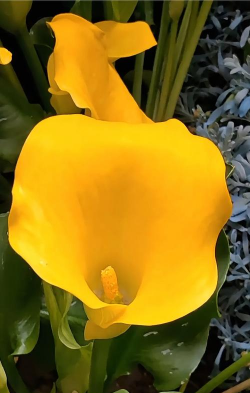 马蹄莲是什么颜色的 马蹄莲是什么颜色的