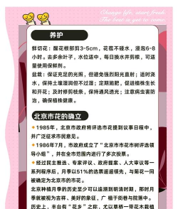 月季是什么城市的巿花 月季是什么城市的巿花