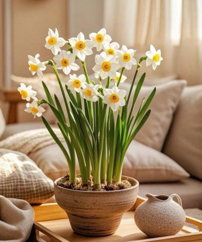 水仙花为什么切球 水仙花为什么切球