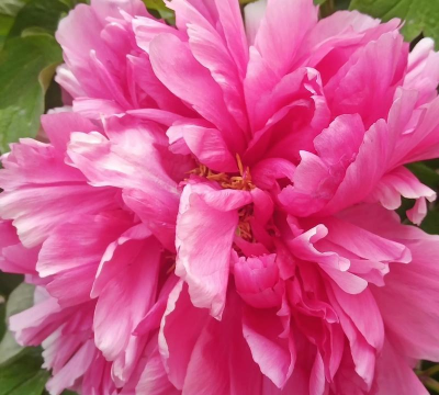 酷似牡丹花的花有哪些 酷似牡丹花的花有哪些