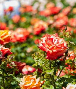 英国的特色的花有哪些花 英国的特色的花有哪些花