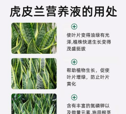 虎皮兰用什么肥料长得高 虎皮兰用什么肥料长得高