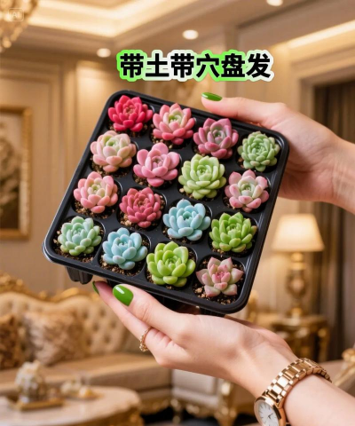 多肉加什么长的快 多肉加什么长的快