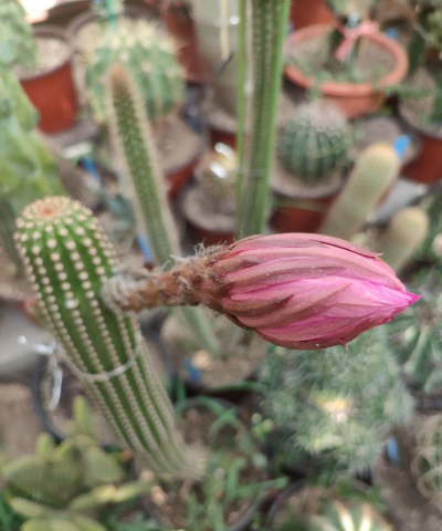 早上傍晚开的花有哪些花 早上傍晚开的花有哪些花