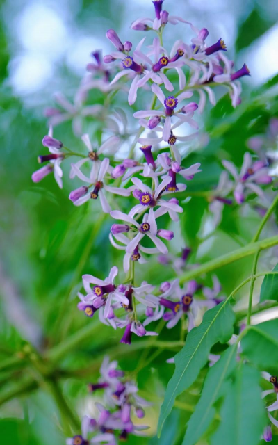 能代表苦恋的花有哪些花 能代表苦恋的花有哪些花