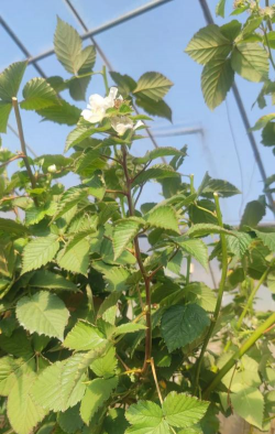 树莓怎么种植技术 树莓怎么种植技术