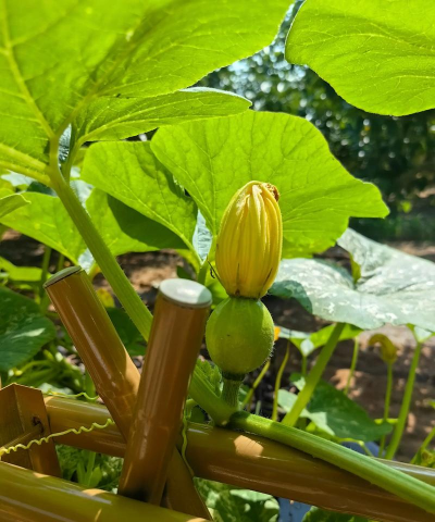 莱阳梨怎么种植 莱阳梨怎么种植