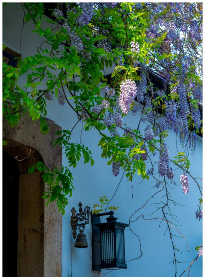 小巷里常见的花有哪些花 小巷里常见的花有哪些花