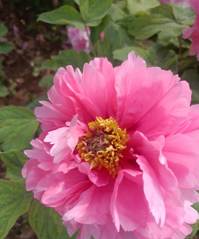 洛阳牡丹节的花有哪些花 洛阳牡丹节的花有哪些花