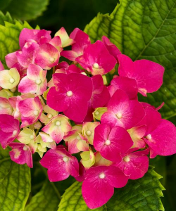 绿色开粉色的花有哪些花 绿色开粉色的花有哪些花