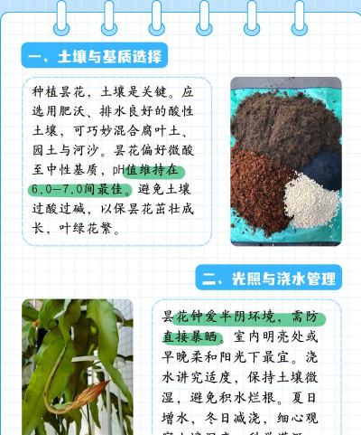 怎么种植好昙花 怎么种植好昙花