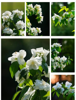 在山里春天的花有哪些花 在山里春天的花有哪些花