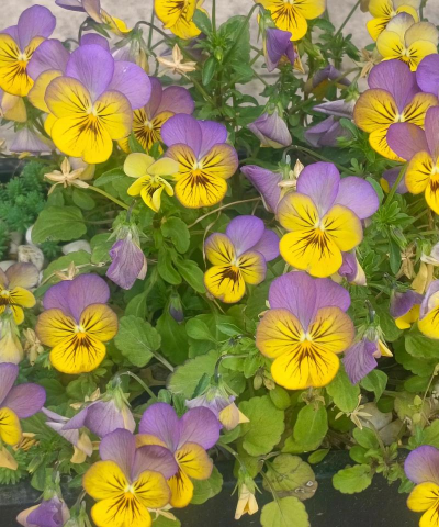 与蝴蝶相关的花有哪些花 与蝴蝶相关的花有哪些花