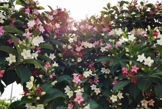 不断开放的花有哪些花 不断开放的花有哪些花