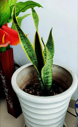 虎皮兰用什么擦叶片好 虎皮兰用什么擦叶片好