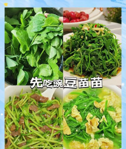豌豆植物怎么种植 豌豆植物怎么种植
