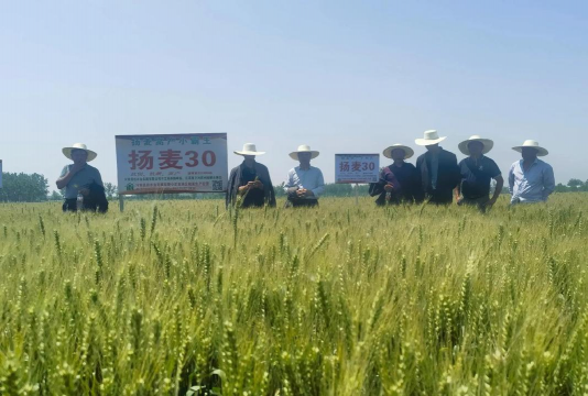 信阳小麦怎么种植 信阳小麦怎么种植