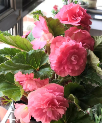 夫妻海棠花什么季节开花 夫妻海棠花什么季节开花