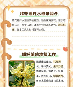 桂花扦插用什么插岁 桂花扦插用什么插岁