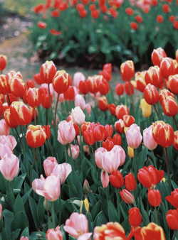 湖北春天开的花有哪些花 湖北春天开的花有哪些花