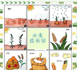 麦子怎么种植的 麦子怎么种植的