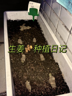 洋姜的怎么种植 洋姜的怎么种植